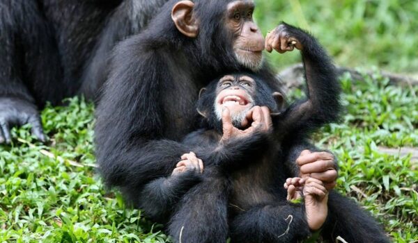 Primate Safaris And Tours In Rwanda