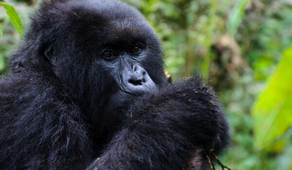 Rwanda Safari Tips For First Time Travellers