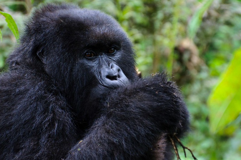 Rwanda Safari Tips For First Time Travellers