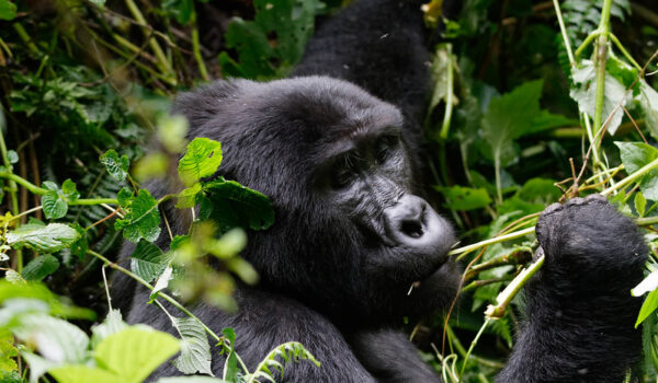 Cheapest Way To Travel From Kampala To Bwindi – Affordable Gorilla Trekking Holidays – Gorilla Trekking Safaris In Uganda – Budget Gorilla Trekking Tours