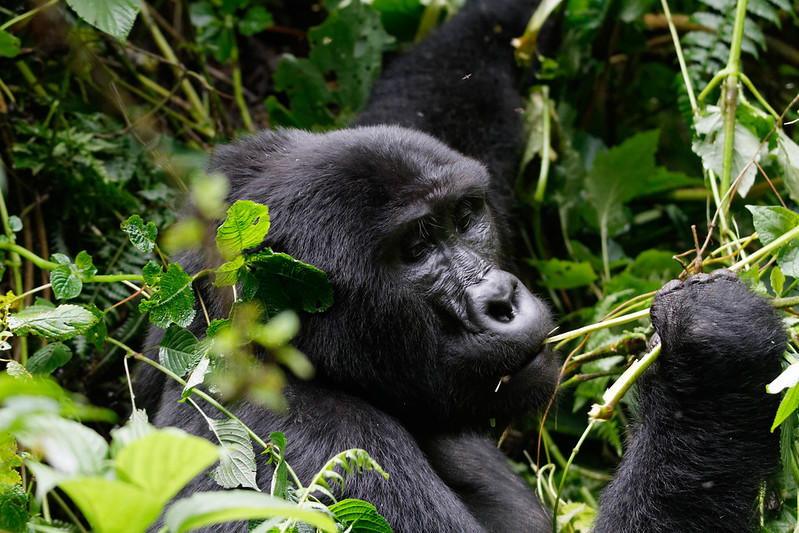 Cheapest Way To Travel From Kampala To Bwindi – Affordable Gorilla Trekking Holidays – Gorilla Trekking Safaris In Uganda – Budget Gorilla Trekking Tours