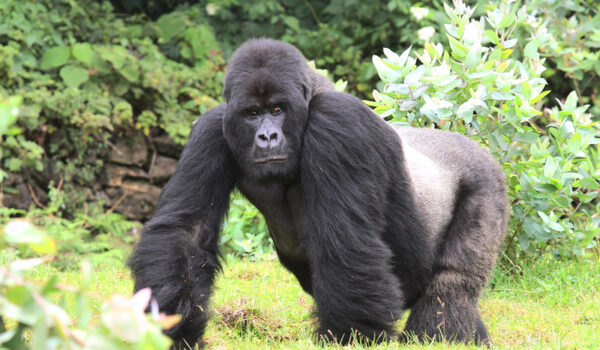 Affordable Tailor Made Rwanda Gorilla Tours