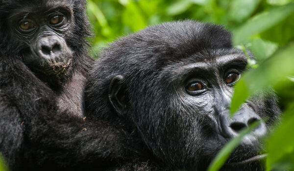 Is There A Gorilla Habituation Experience In Rwanda?