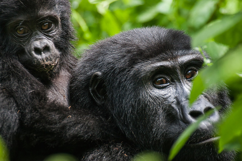 Is There A Gorilla Habituation Experience In Rwanda?