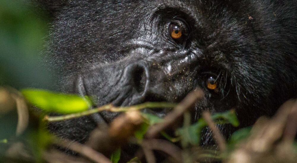 4-Day Uganda Gorilla And Chimpanzee Tour