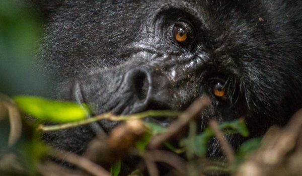 4-Day Uganda Gorilla And Chimpanzee Tour