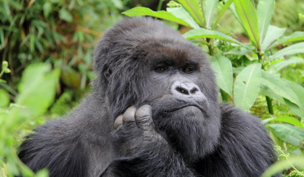 Gorilla Trekking On A Budget: Guide To Booking A Budget Gorilla Trekking Safari To Uganda And Rwanda