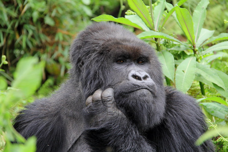 Gorilla Trekking On A Budget: Guide To Booking A Budget Gorilla Trekking Safari To Uganda And Rwanda