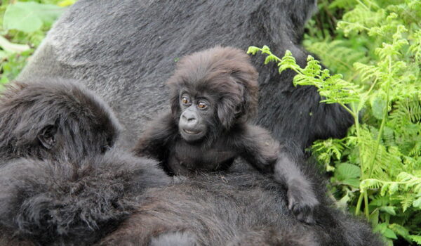 The Best Time To Go Gorilla Trekking In Uganda And Rwanda: Best Time To Visit Africa For Safari-Go Gorilla Trekking-Gorilla Trekking Safari-Book Gorilla Permits-Best Time For Wildlife Safari.