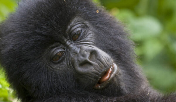 2024 Budget Gorilla Trekking Deals In Uganda – Budget Uganda Safaris – Guaranteed Gorilla Trekking Permits – Uganda Gorilla Safaris Bookings.