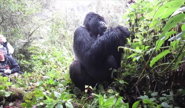 Uganda Budget Gorilla Trekking Safari Tour: Guide To Booking Uganda Budget Safari. | Gorilla Trekking Tour | Uganda Safari | 