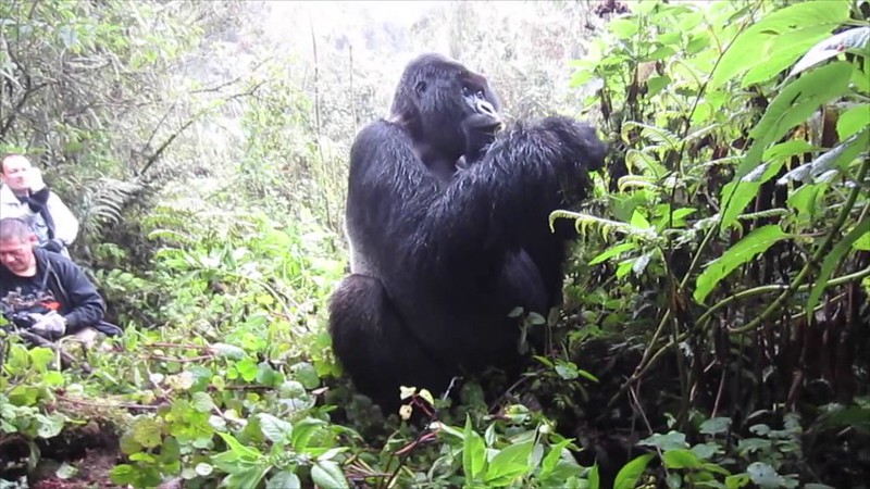 Uganda Budget Gorilla Trekking Safari Tour: Guide To Booking Uganda Budget Safari. | Gorilla Trekking Tour | Uganda Safari | 