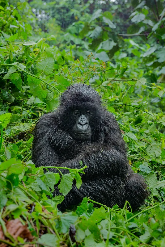 MOUNTAIN GORILLAS IN UGANDA