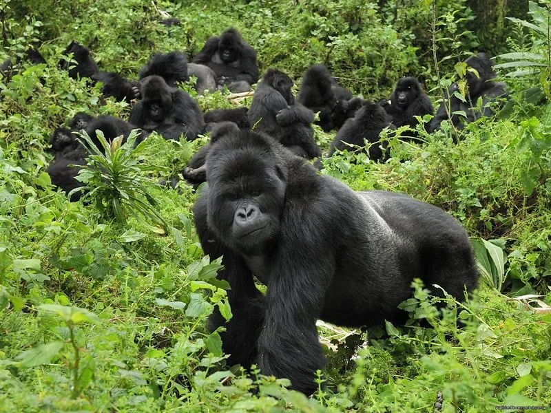 gorilles en Ouganda