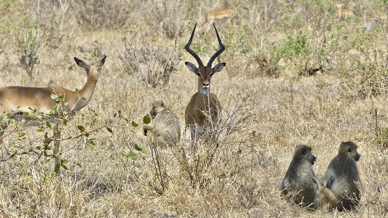 Selous Game Reserve