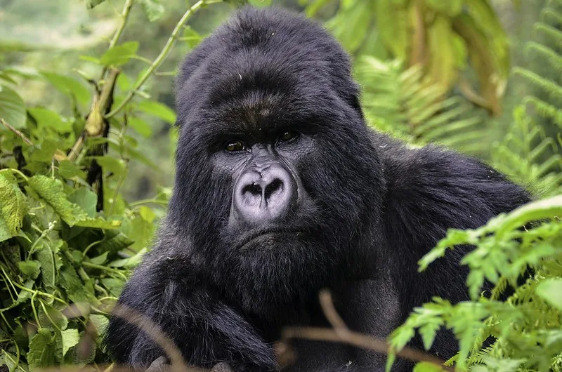 silverback gorilla