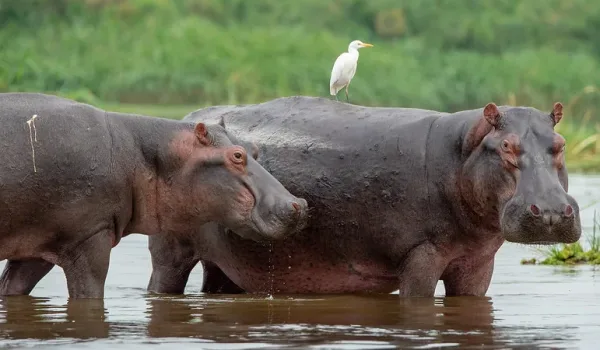 Safari Adventures In Uganda