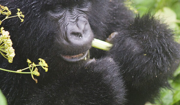 Gorilla Tracking Permits Ruhija Region.