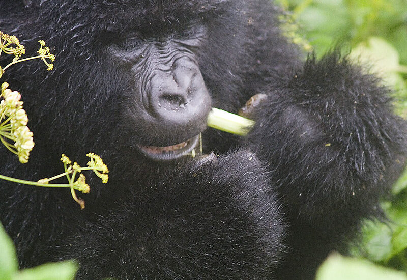 Gorilla Tracking Permits Ruhija Region.