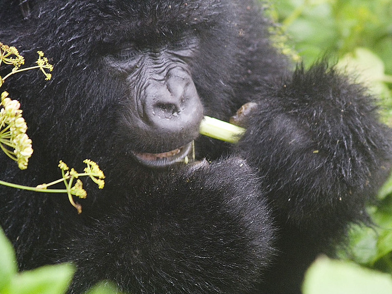 Gorilla tracking permits Ruhija Region.