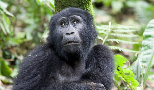 How To Capture The Perfect Gorilla Encounter On A Uganda Safari.