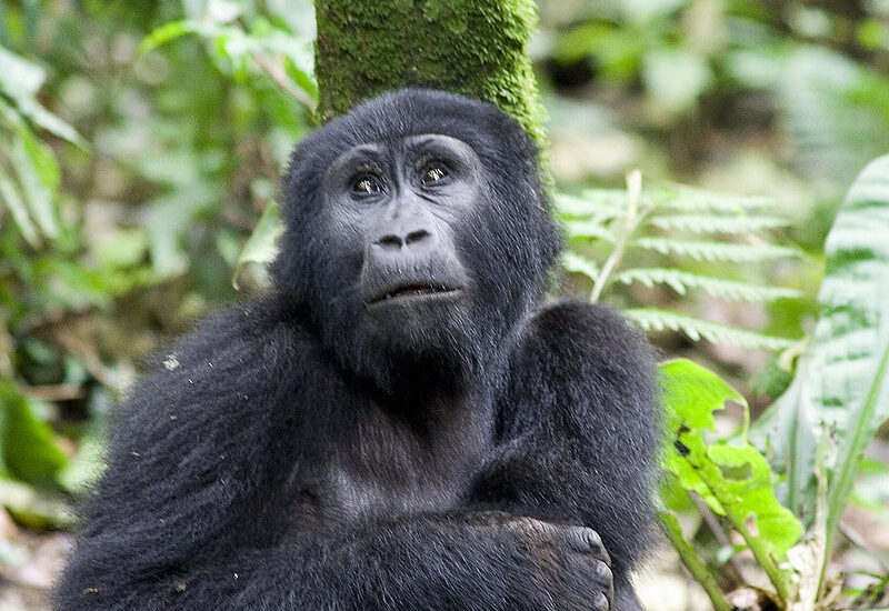 How To Capture The Perfect Gorilla Encounter On A Uganda Safari.