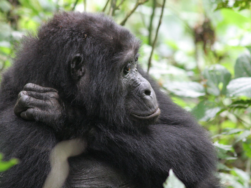 Budget Gorilla tours from Mbarara city.