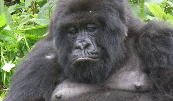 Mountain Gorilla Tracking Uganda.