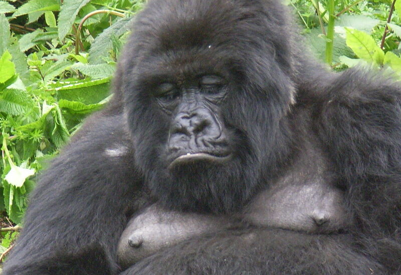 Mountain Gorilla Tracking Uganda.