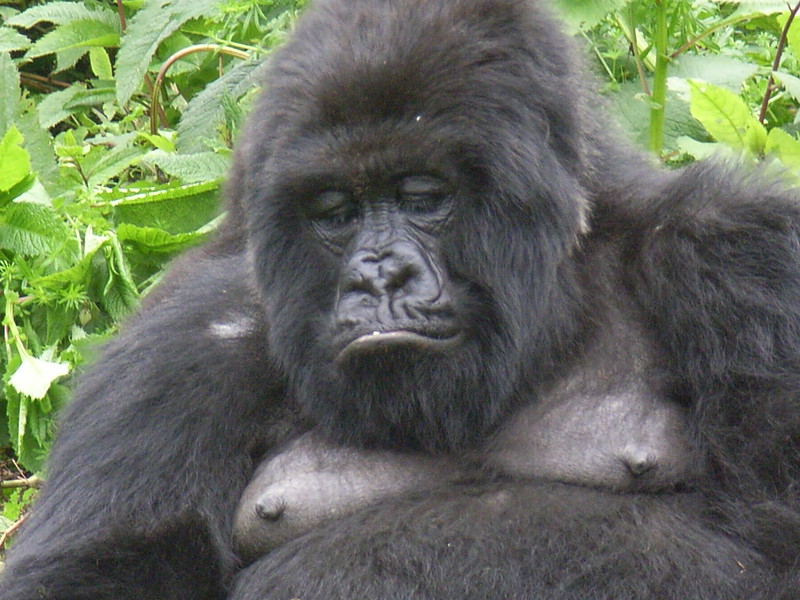 Mountain Gorilla tracking Uganda.