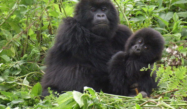 Gorilla Habituation Safaris From Masaka Town.