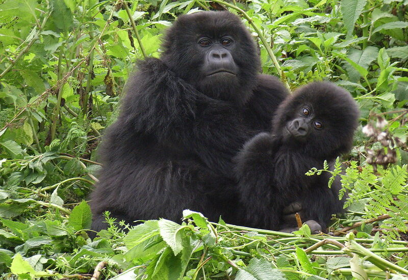 Gorilla Habituation Safaris From Masaka Town.