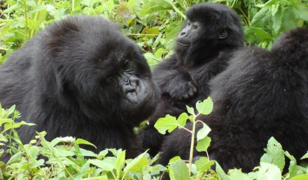 Gorilla Trekking Uganda And Rwanda.