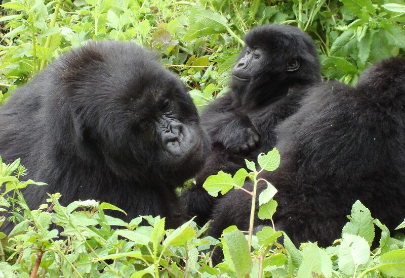 Gorilla Trekking Uganda And Rwanda.