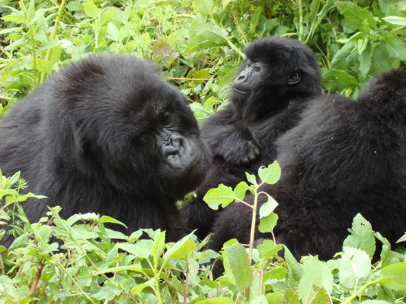 Gorilla trekking Uganda and Rwanda.