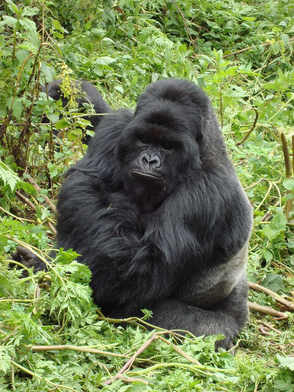 Uganda Safaris and tours-Uganda gorilla trekking safaris