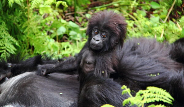 Uganda Gorilla Trek And Safaris.