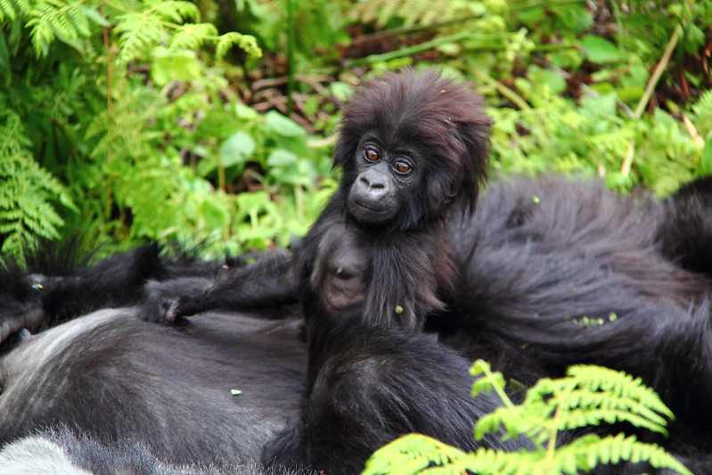 Uganda Gorilla Trek And Safaris.