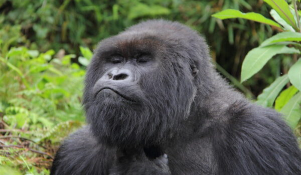 Adventure Gorilla Safaris In Africa.