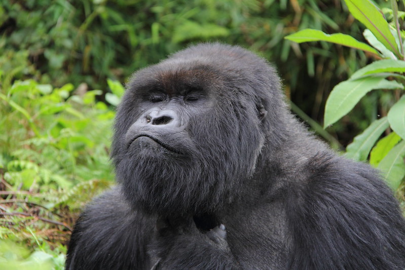 Adventure Gorilla Safaris In Africa.