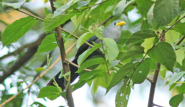 Albertine Rift Endemics In Semuliki National Park – Uganda Birding Safari For Albertinee Rift Endemics.