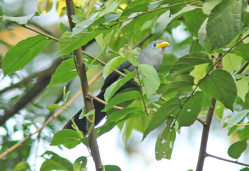 Albertine Rift Endemics In Semuliki National Park – Uganda Birding Safari For Albertinee Rift Endemics.