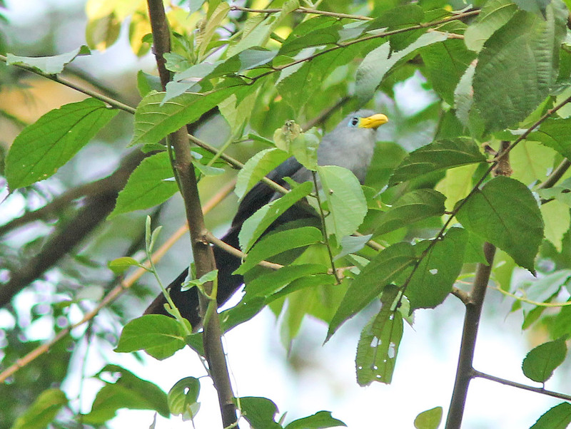 Albertine Rift Endemics in Semuliki National Park – Uganda birding safari for Albertinee rift endemics.