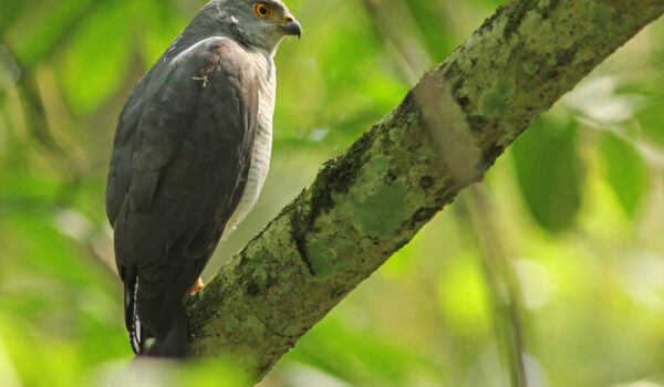 Birding Trips In Mabira Forest Reserve – Uganda Birding Safaris.