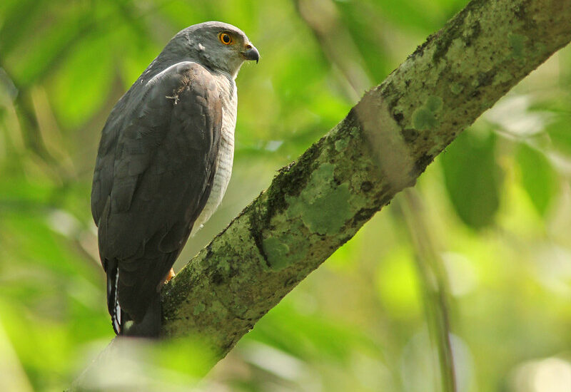 Birding Trips In Mabira Forest Reserve – Uganda Birding Safaris.