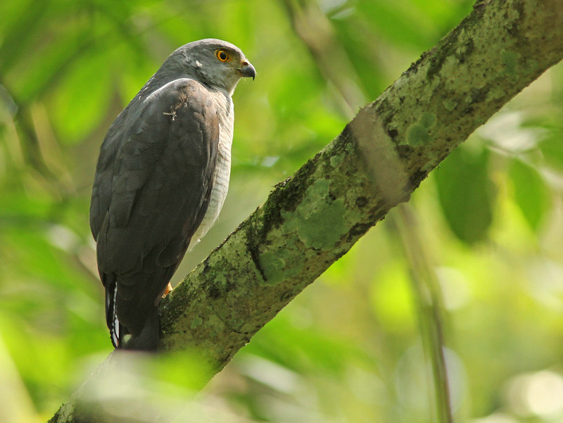 Birding trips in Mabira Forest Reserve – Uganda Birding safaris.