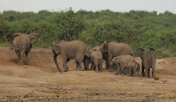 Uganda Safari Adventure Trips.