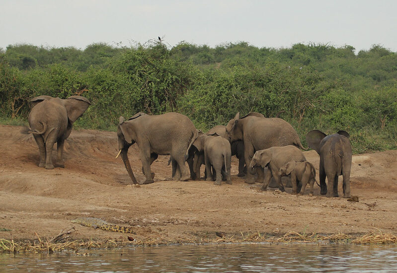 Uganda Safari Adventure Trips.