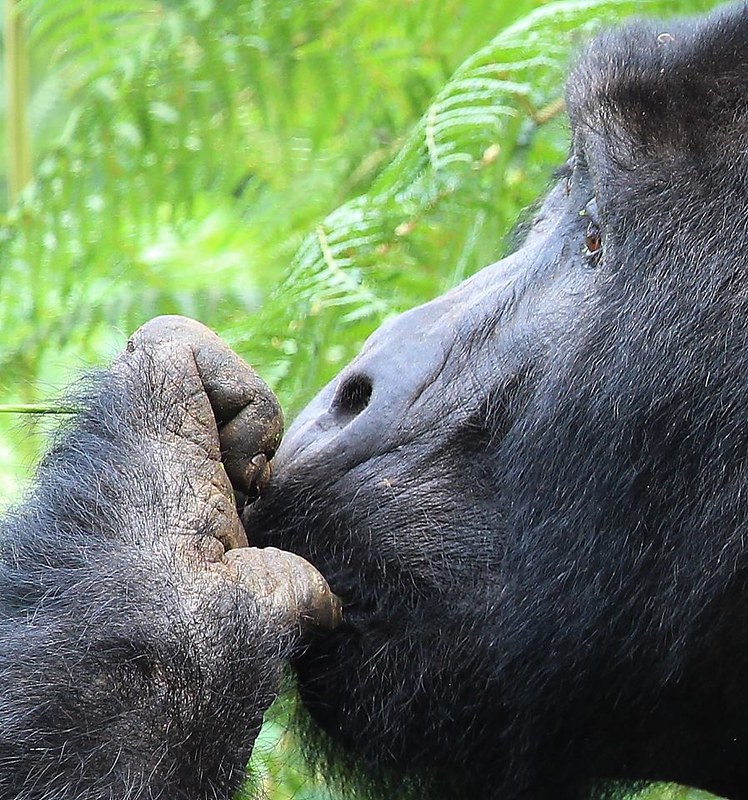 Gorilla tours Uganda and Rwanda.