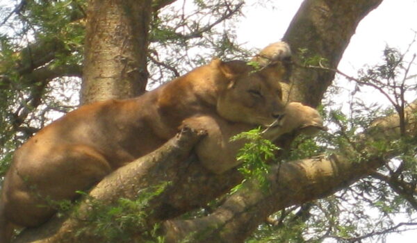 Ishasha Sector Of Queen Elizabeth National Park